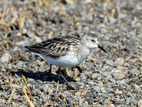 Barrow birding