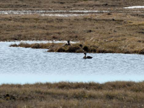 Barrow birding