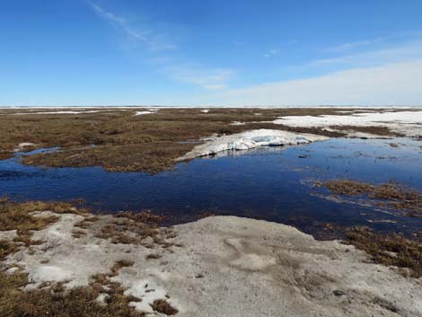 Barrow birding