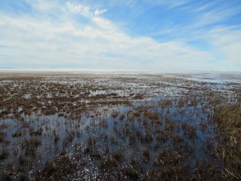 Barrow birding