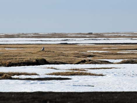 Barrow birding