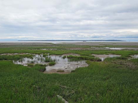 Anchorage birding