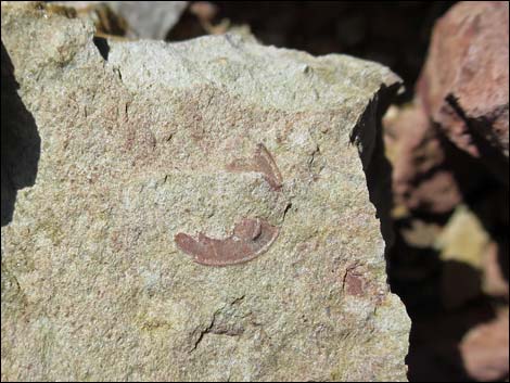 Nopah Trilobite Quarry