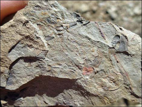 Oak Springs Trilobite Site