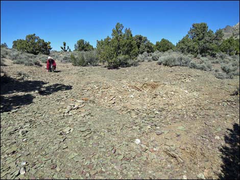 Oak Springs Trilobite Site