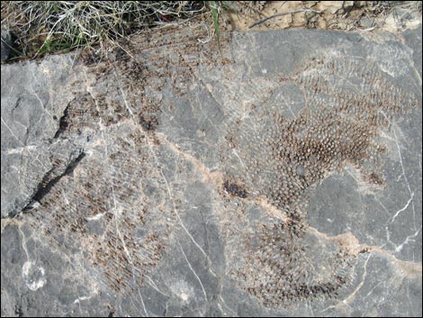 Fossil Coral