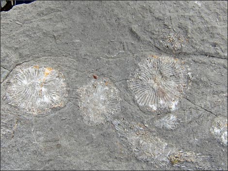 Fossil Coral