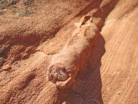 Fossil Plants