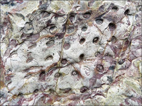 Fossil Plants