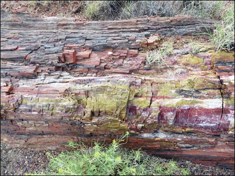 Fossil Plants