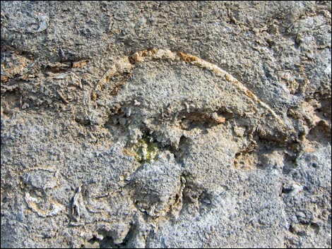 Fossil Shells