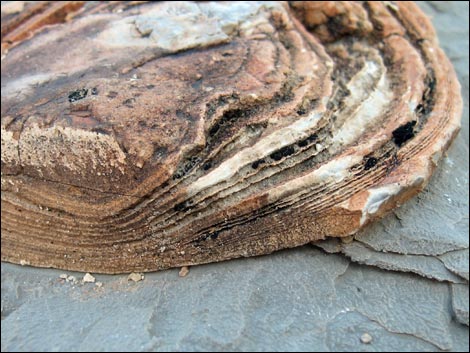 Fossil Sponges