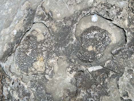 Fossil Sponges