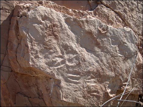 Fossil Tracks