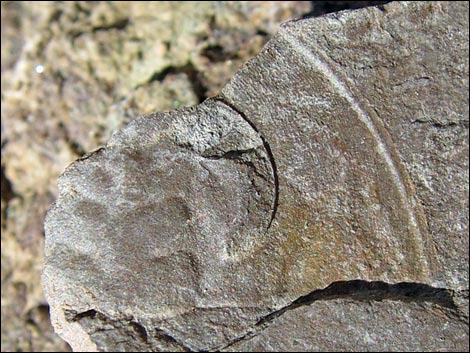 Trilobite Fossils