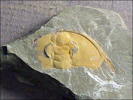 trilobite