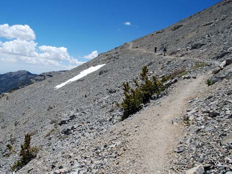 Bristlecone Pine Forest (Hudsonian Life Zone)