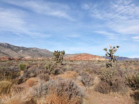 Mojave Desert Scrub