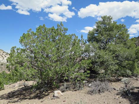 Pinyon-Juniper Woodland