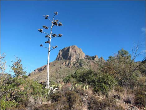 Chihuahuan Desert