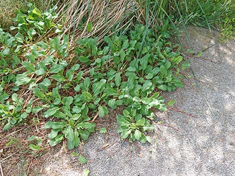 Yerba Mansa (Anemopsis californica)