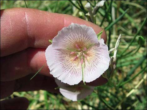 Alkali Mariposa Lily (Calochortus striatus)