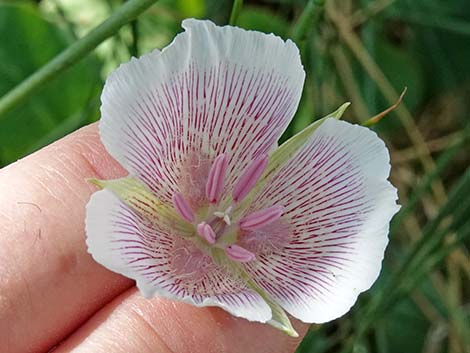 Alkali Mariposa Lily (Calochortus striatus)