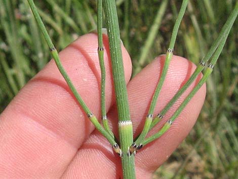 Smooth Horsetail (Equisetum laevigatum)