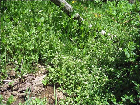 Watercresses (Nasturtium officinale)