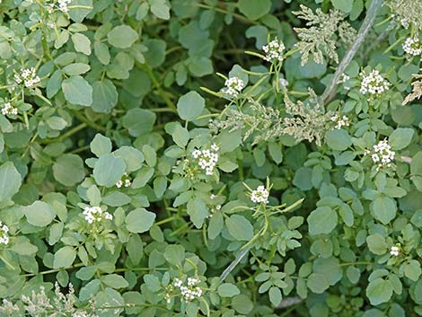 Watercresses (Nasturtium officinale)