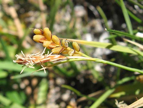 Sedges (Scripus spp.)