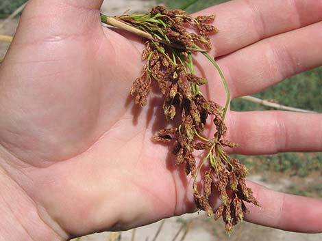 Sedges (Scripus spp.)