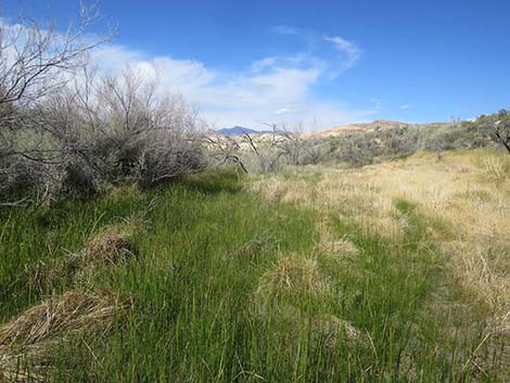 Sedges (Scripus spp.)