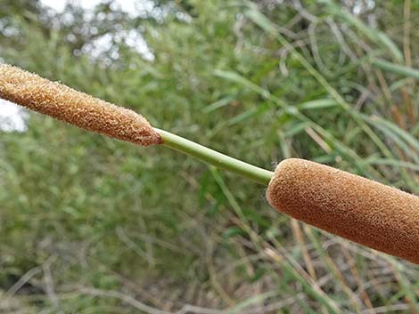 Southern Cattail (Typha domingensis)