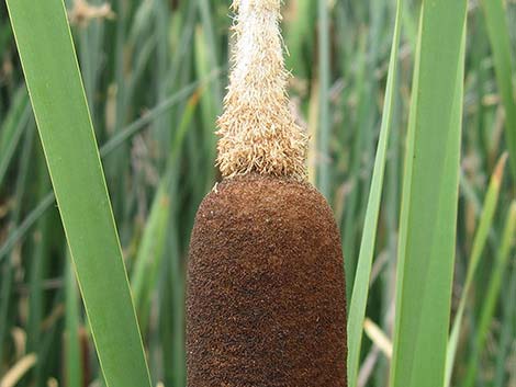 Broadleaf Cattail (Typha latifolia)