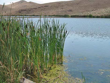 Broadleaf Cattail (Typha latifolia)