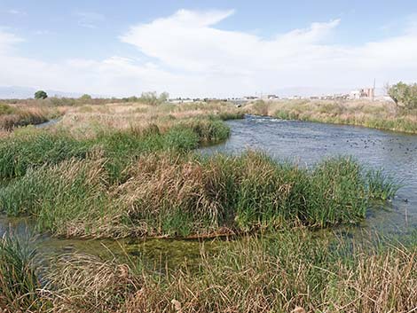 Broadleaf Cattail (Typha latifolia)