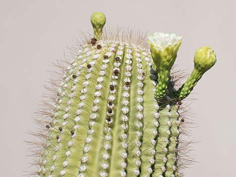 Saguaro (Carnegiea gigantea)