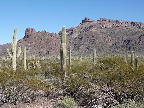 Saguaro (Carnegiea gigantea)