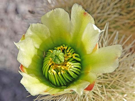 Teddybear Cholla (Cylindropuntia bigelovii)