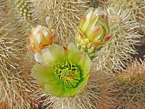 Teddybear Cholla (Cylindropuntia bigelovii)