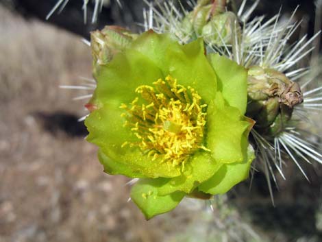 Silver Cholla (Cylindropuntia echinocarpa)