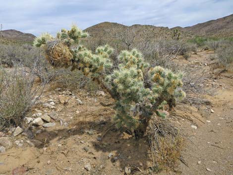 Silver Cholla (Cylindropuntia echinocarpa)
