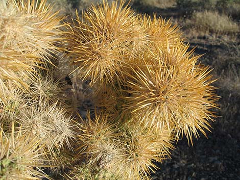 Golden Cholla (Cylindropuntia echinocarpa)