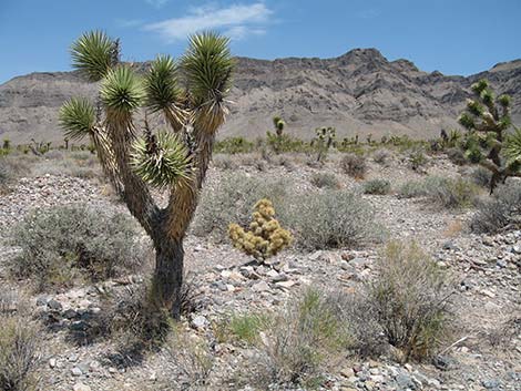 Golden Cholla (Cylindropuntia echinocarpa)