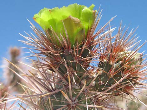 Golden Cholla (Cylindropuntia echinocarpa)