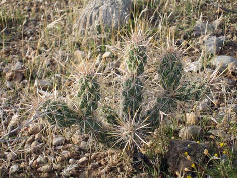 Silver Cholla (Cylindropuntia echinocarpa)