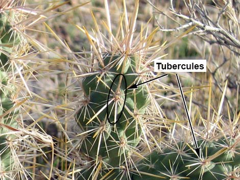 Silver Cholla (Cylindropuntia echinocarpa)