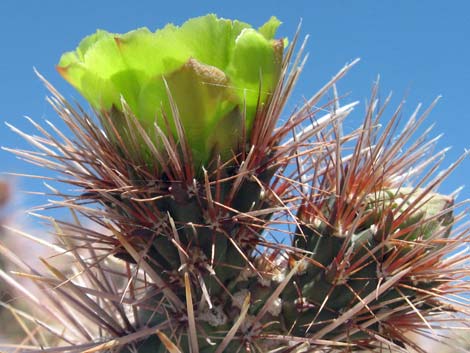 Silver Cholla (Cylindropuntia echinocarpa)