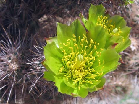 Silver Cholla (Cylindropuntia echinocarpa)